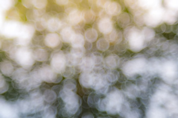 Sunlight green bio background, abstract blurred foliage sun light. Organic design nature abstract background with copyspace for text advertising design. Blur nature image in sunshine and bokeh effect