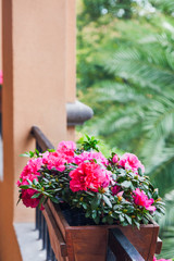 Fototapeta premium Street decoration with plants and flower,Potted flowers of pink azalea on the wooden balustrade with green palm trees background .