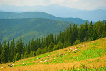 Sheeps herd grazing on meadow