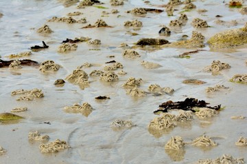 Traces de vers de sable sur une plage de Bretagne