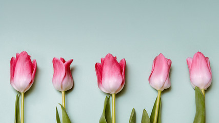 Row frame pink tulips and green leaves on green background. Easter, Spring concept. Flat lay, top view. Romantic card
