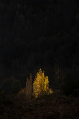 luz sobre el árbol