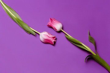 Two pink tulips flowers on violet background, flat lay, top view. Spring background for design. Women's day, Mother's day, Valentines day card