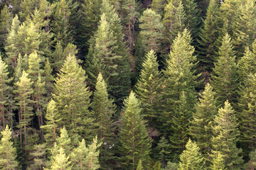 Fototapeta premium pine tree forest background