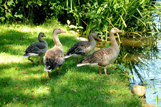 Wildg&auml;nse an den Seen bei Lychen