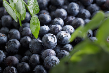 Fresh picked blueberries with water drops.