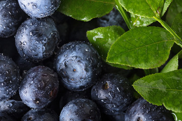 Obraz na płótnie Canvas Fresh picked blueberries with water drops.
