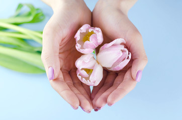 Female hands with purple manicure hold tulips.