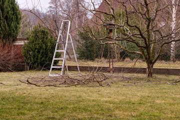 Pile of cut branches on the ground under tree. Branches are everywhere. Small ladder in corner. Trimming branches. Spring work. Garden work