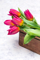 Tulip flower in wooden box on white  background, copy space. A beautiful spring bouquet of pink flowers