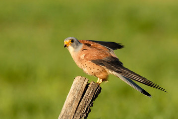 cernícalos en el campo