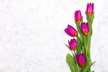 Tulip flower on white  background, copy space. A beautiful spring bouquet of pink flowers