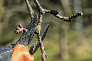 Shortening and trimming branches with steel scissors. Spring work. Handmade work. Skilfulness worker. Cuts woods