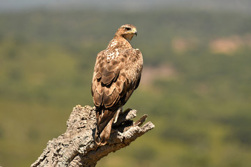 Aguila perdicera en la naturaleza