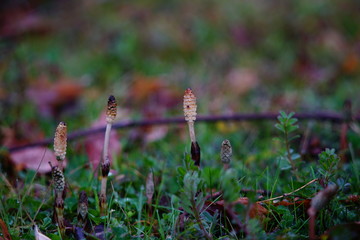 野原に顔を出した土筆