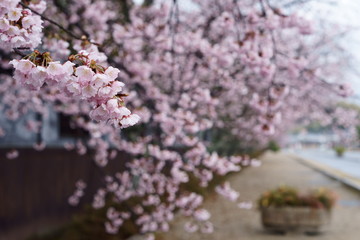 満開の早咲きの桜の花