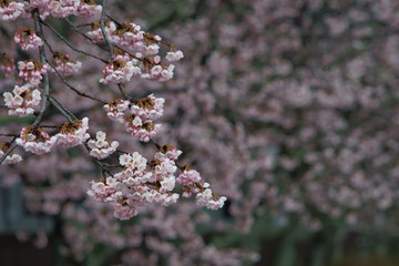 満開の早咲きの桜の花