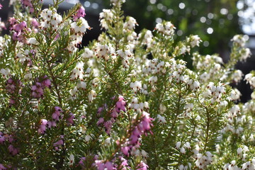 Schneeheide (Erica carnea)