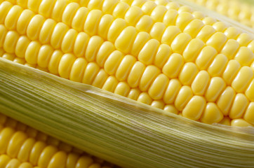 Ripe fresh organic sweet corncob with leaf closeup background