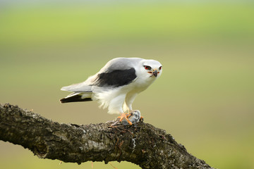 Elanio con presa en su atalaya