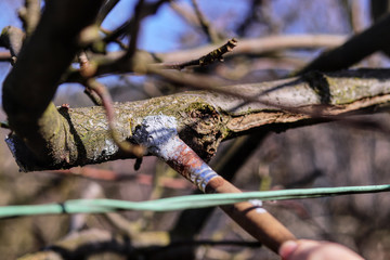 Treatment of the site on branch with the appropriate device. Prevent infection. Paint with brush. Add special matter on cut place. Coat of black latex