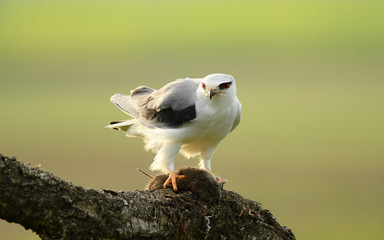 Elanio con presa en su atalaya