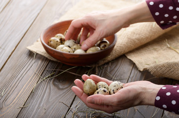 Fresh organic quail eggs in woman hands over wooden rustic kitchen table. Space for text