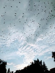 sky birds