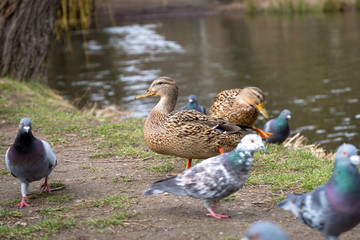 Ducks and pigeons in the park at spring, Poland