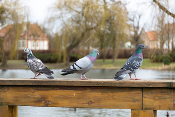 Pigeons in the park at spring, Poland