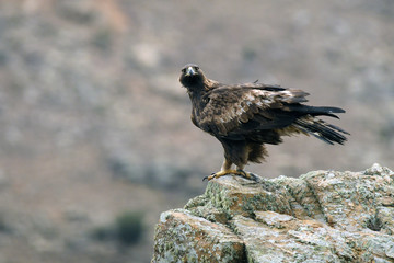 aguila real posada sobre su roca