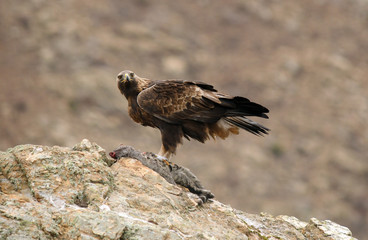 aguila real posada sobre su roca