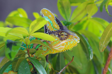 Chameleon Behind Leaves