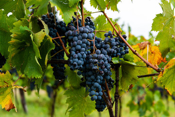 Die Trauben sind reif und saftig und können geerntet werden. Es gibt einen herrlichen Wein