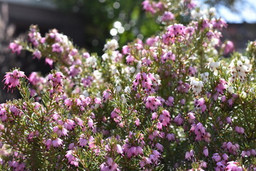 Schneeheide (Erica carnea)