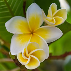 Fototapeta premium Yellow and White Frangipani Flowers