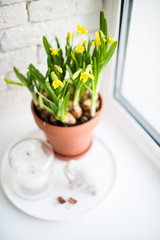 Fresh natural yellow daffodils in ceramic pot on white table