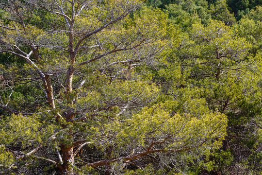 Pinus sylvestris. Bosque de pino silvestre.