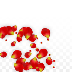 Vector Realistic Red Rose Petals Falling on Transparent Background.  Romantic Flowers Illustration. Flying Petals. Sakura Spa Design. Blossom Confetti. Design Elements for Wedding Decoration.