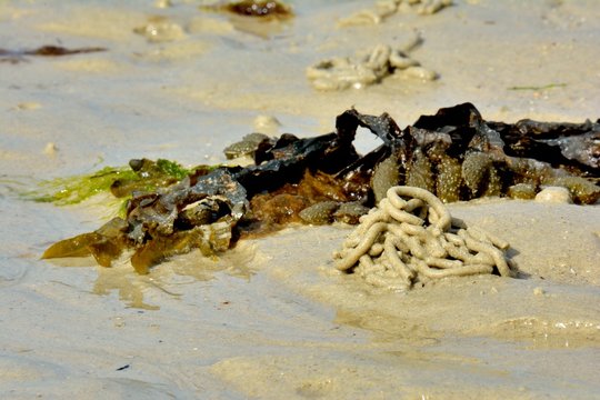 Algue et trou de ver de sable sur une plage