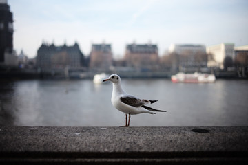 ロンドンの鳥