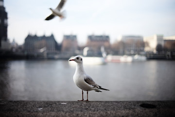 ロンドンの鳥