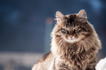 Fototapeta premium Domestic long-haired cat