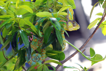 Chameleon Behind Leaves