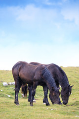Fototapeta na wymiar cavalli al pascolo in montagna