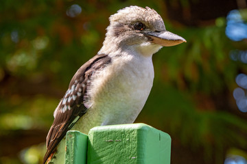 Australian Kookaburra on a fencepost