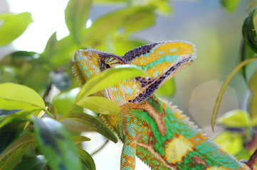 Chameleon Behind Leaves