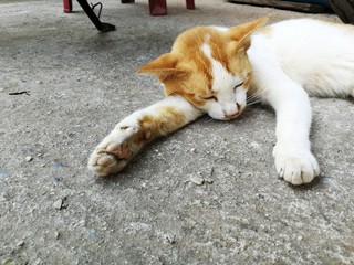 poor homeless cat sleep on dirty ground