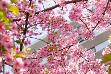 背景にマンションが見える河津桜