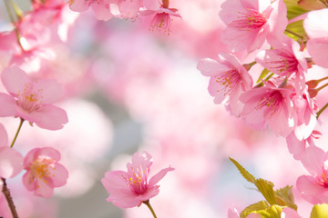 河津桜の満開のクローズアップ